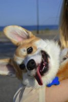 derpdog2.jpg