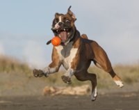 derpdog3.jpg