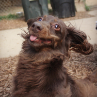 derpdog4.png