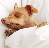 derpdog6.png
