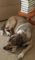 books & dog.jpg