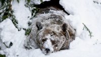 baer-winterschlaf-540x304.jpg