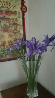 new year iris 2017.jpg