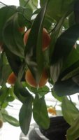 mini orange tree.jpg