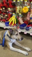 finding toys.jpg