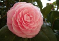 Japanese%20Camellia%20seeds%20camellia%20japonica.jpg