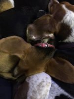 Puppy Ear Pile.JPG