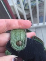 Olive Day 6.JPG