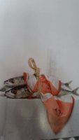 20170414_154020.jpeg