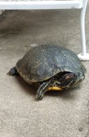 turtle visit.jpg