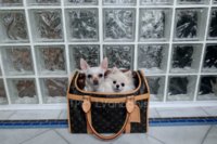 Any LV Sac chien dog carrier owners?