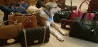 dog & bags.jpg