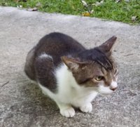tpf-randomCat1.JPG