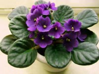saintpaulia-violet-flower1-1024x768.jpg