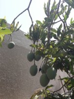 IMG-20170612-WA0002.jpg