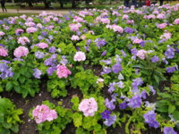 20170630_123521.jpg