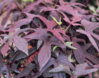 1 potato vine.jpg