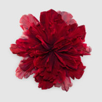 469379_I3967_8034_001_100_0000_Light-Large-flower-brooch-in-silk.jpg