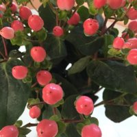 hypericum 2.jpg