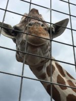 April Giraffe for TPF - 1.jpg