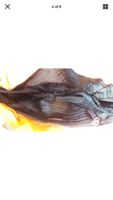 FC97CC3D-DAA5-4283-85A4-D842319BA263.png