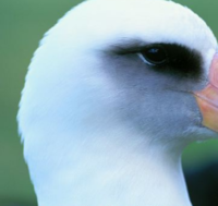 albatross 1.PNG