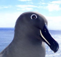 albatross 2.PNG