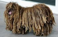 brown-komondor.jpg