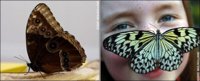 Owl Butterfly, Paper Kite Butterfly.jpg