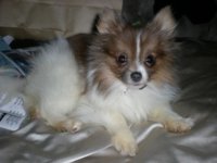 Peanut 4 small.JPG