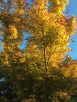 42D58F52-1FE8-4FF2-A6AD-B26DABC6AD80.jpeg