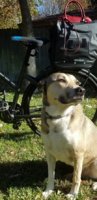 dog, bike & bolide.jpg