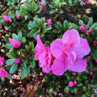 Azaleas - 1.jpg