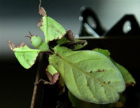 Leaf Insect.jpg