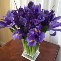iris-hyacinth.jpg