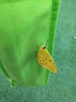 IMG_4013.JPG