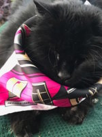 bunnycatscarf.jpg