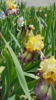 spring iris.jpg