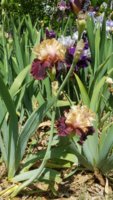 iris 2018.jpg