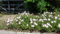 urban wildflowers 1.jpg