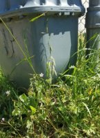 urban wildflowers 2.jpg