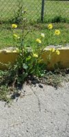 urban wildflowers 3.jpg