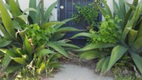 urban wildflowers 4.jpg