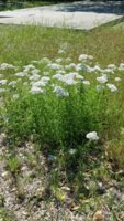 urban wildflowers 5.jpg