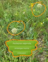 wildflowers for monarchs.jpg