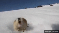 Norwegian_lemming.gif