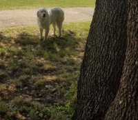 dog moment.jpg