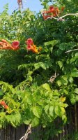 coral honeysuckle on fence.jpg