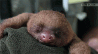 sloth.gif