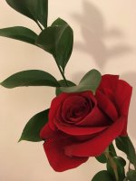 1957F15E-D103-40CD-87FC-F3DF71AD913B.jpeg